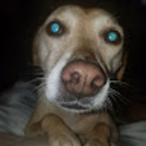 Meet your Posher, Will